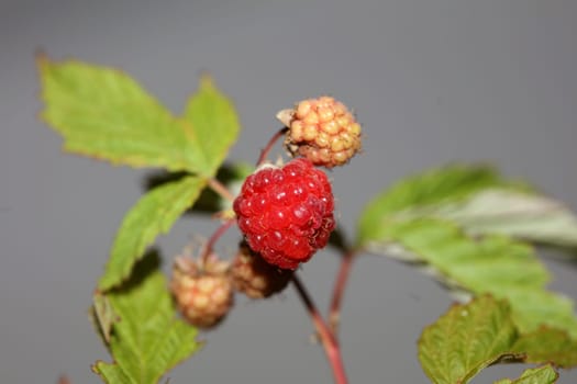 Wild red berry fruit close up modern botanical background rubus occidentalis family rosaceae high quality big size eating print