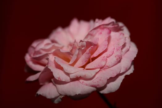 Pink rose flower blossom close up family rosaceae botanical background modern high quality big size print home decoration