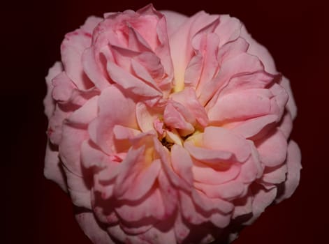 Pink rose flower blossom close up family rosaceae botanical background modern high quality big size print home decoration
