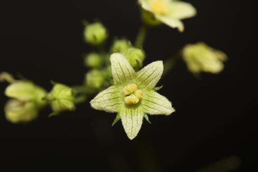 Yellow star flower blossoming close up botanical background Bryonia alba family cucurbitaceae big size high quality print