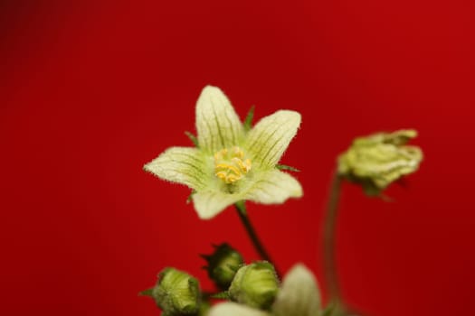 Yellow star flower blossoming close up botanical background Bryonia alba family cucurbitaceae big size high quality print