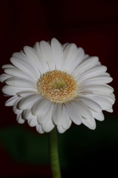 White flower blossom close up botanical background Gerbera jamesonii family Compositae big size high quality prints