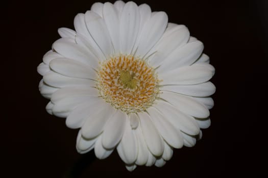 White flower blossom close up botanical background Gerbera jamesonii family Compositae big size high quality prints
