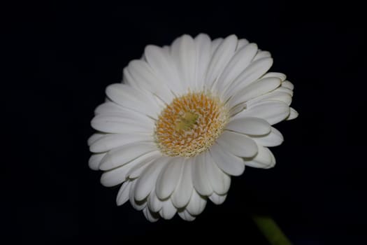 White flower blossom close up botanical background Gerbera jamesonii family Compositae big size high quality prints