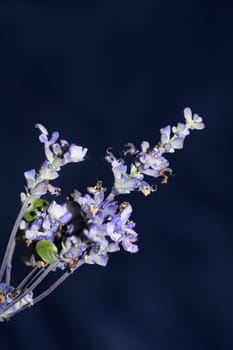Flower blossom salvia divinorum family lamiaceae close up botanical background high quality big size prints home decor agricultural psychoactive flowers