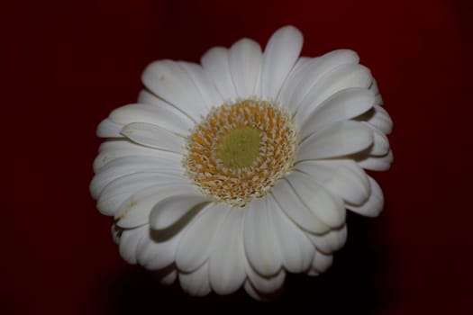 White flower blossom close up botanical background Gerbera jamesonii family Compositae big size high quality prints