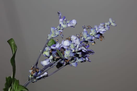 Flower blossom salvia divinorum family lamiaceae close up botanical background high quality big size prints home decor agricultural psychoactive flowers