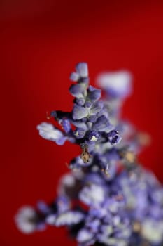 Flower blossom salvia divinorum family lamiaceae close up botanical background high quality big size prints home decor agricultural psychoactive flowers