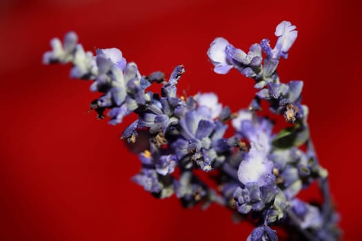 Flower blossom salvia divinorum family lamiaceae close up botanical background high quality big size prints home decor agricultural psychoactive flowers