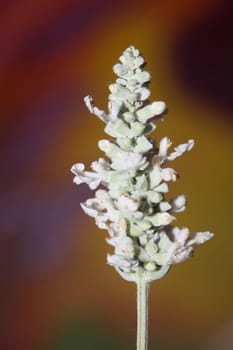White flower blossoms salvia divinorum family lamiaceae close up botanical background high quality big size print home decor agricultural psychoactive nature