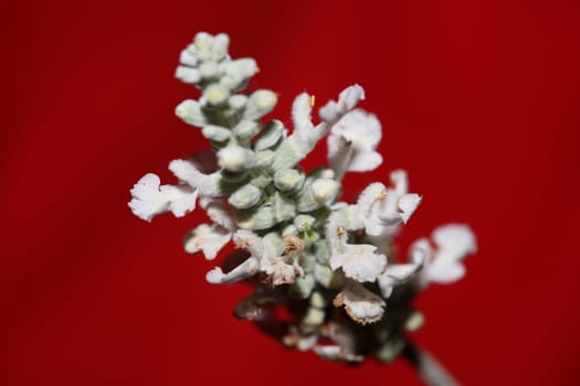 White flower blossoms salvia divinorum family lamiaceae close up botanical background high quality big size print home decor agricultural psychoactive nature