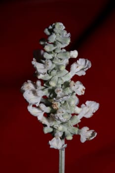 White flower blossoms salvia divinorum family lamiaceae close up botanical background high quality big size print home decor agricultural psychoactive nature