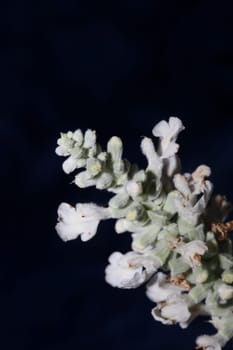 White flower blossoms salvia divinorum family lamiaceae close up botanical background high quality big size print home decor agricultural psychoactive nature