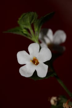 Flower blossoms sutera grandiflora family scrophulariaceae close up botanical background high quality big size prints home decoration
