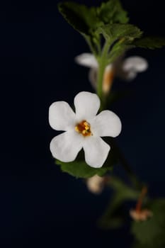 Flower blossoms sutera grandiflora family scrophulariaceae close up botanical background high quality big size prints home decoration