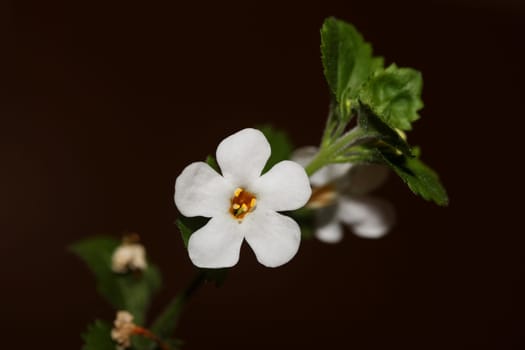 Flower blossoms sutera grandiflora family scrophulariaceae close up botanical background high quality big size prints home decoration