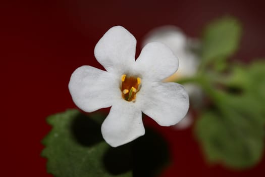 Flower blossoms sutera grandiflora family scrophulariaceae close up botanical background high quality big size prints home decoration
