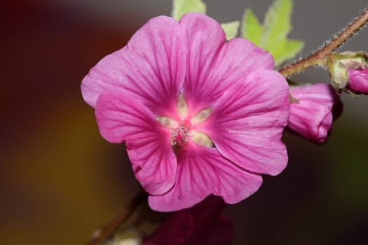 Purple wild flower blossom close up malva arborea family malvaceae modern botanical background high quality big size prints