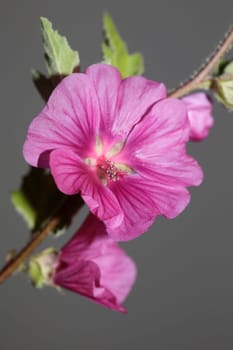 Purple wild flower blossom close up malva arborea family malvaceae modern botanical background high quality big size prints