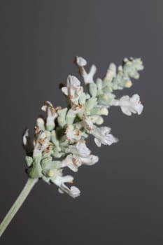 White flower blossoms salvia divinorum family lamiaceae close up botanical background high quality big size print home decor agricultural psychoactive nature