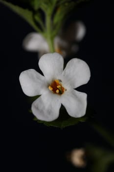 Flower blossoms sutera grandiflora family scrophulariaceae close up botanical background high quality big size prints home decoration
