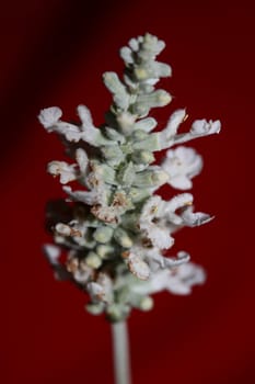 White flower blossoms salvia divinorum family lamiaceae close up botanical background high quality big size print home decor agricultural psychoactive nature