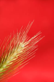 Flower blossom close up hordeum vulgare family poaceae botanical background modern high quality big size print home decoration
