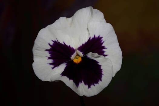 Fower blossom close up botanical background pansy family violaceae big size high quality print