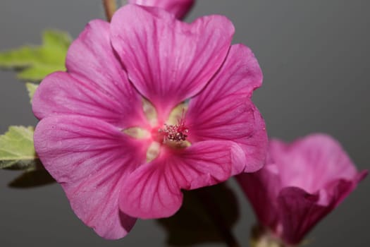 Purple wild flower blossom close up malva arborea family malvaceae modern botanical background high quality big size prints