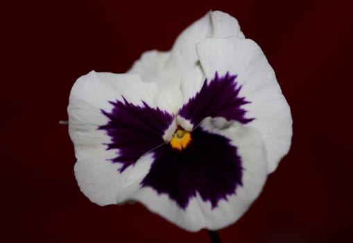 Fower blossom close up botanical background pansy family violaceae big size high quality print