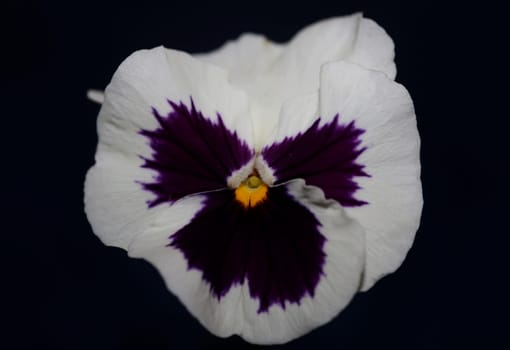Fower blossom close up botanical background pansy family violaceae big size high quality print