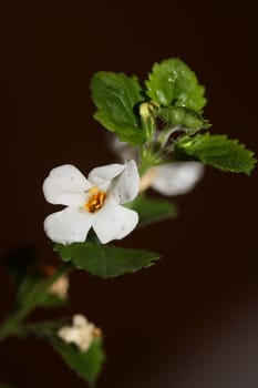 Flower blossoms sutera grandiflora family scrophulariaceae close up botanical background high quality big size prints home decoration