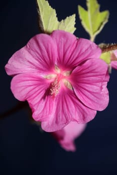 Purple wild flower blossom close up malva arborea family malvaceae modern botanical background high quality big size prints