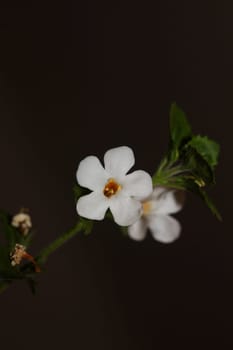Flower blossoms sutera grandiflora family scrophulariaceae close up botanical background high quality big size prints home decoration