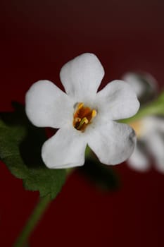 Flower blossoms sutera grandiflora family scrophulariaceae close up botanical background high quality big size prints home decoration