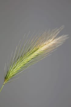 Flower blossom close up hordeum vulgare family poaceae botanical background modern high quality big size print home decoration