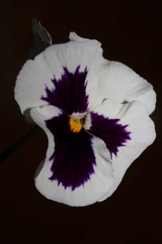 Fower blossom close up botanical background pansy family violaceae big size high quality print