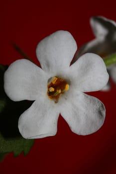 Flower blossoms sutera grandiflora family scrophulariaceae close up botanical background high quality big size prints home decoration
