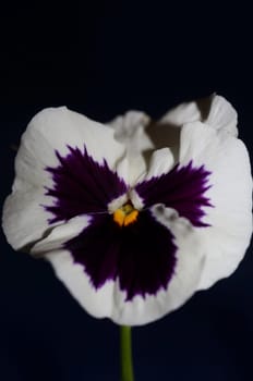 Fower blossom close up botanical background pansy family violaceae big size high quality print