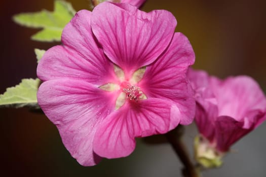 Purple wild flower blossom close up malva arborea family malvaceae modern botanical background high quality big size prints