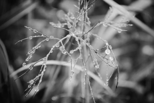 Macro dew drops on grass, black and white, drops on grass after rain