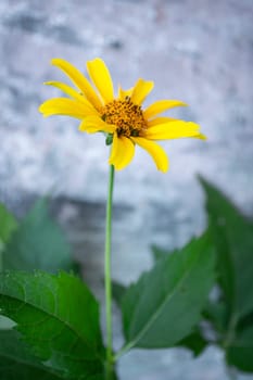 Close up of beautiful yellow chamomile flower. Spring or joy concept. Vertical image