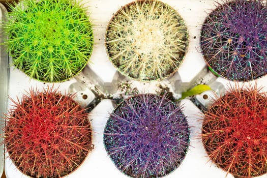 Set of various cactus colorful plants. Group of small cactus flat lay