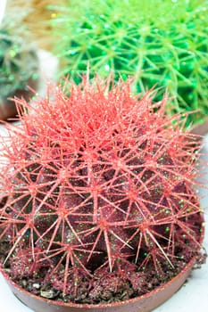 Colored cacti in flower pots. Abstract creative cactus background. Plants for home decoration concept. Red cactus, vertical image
