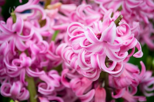 Hyacinth pink surprise dutch hyacinth, pink rose pearl hyacinth. Spring flowers. Closeup texture of romantic pink flowers