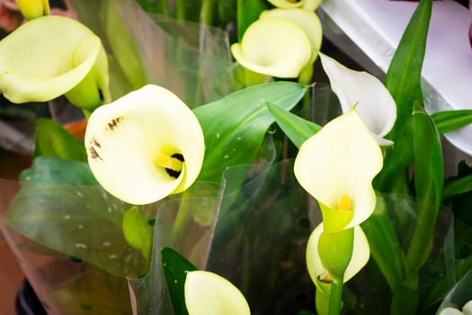 White arum lily flowers calla close up. Calla lily or golden calla in flowers shop.