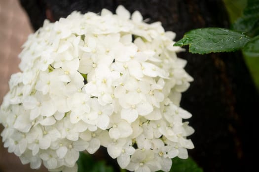 White hydrangea flower blossom in morning garden close up on green background