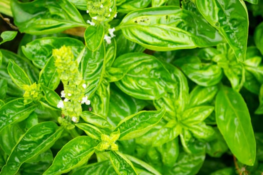 Basil plant with white flowers green background. Blooming herb close up