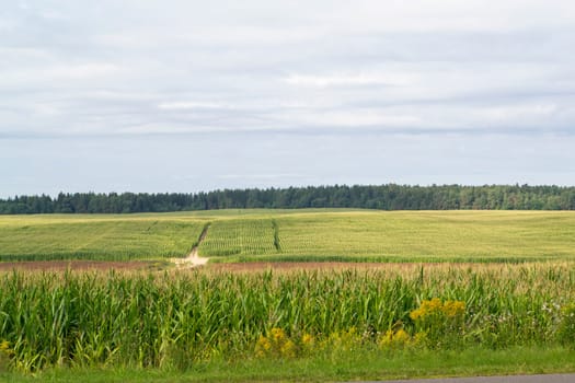 green corn field in agricultural summer garden and forest in Belarus