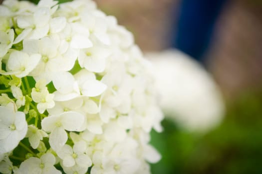 white hydrangea flowers close up in rustic garden, tender romantic floral background.